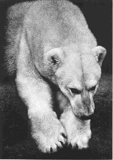 Polar Bear III - Polar Bear by Diane Versteeg